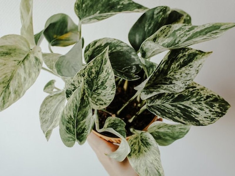 Het Belang van Kweektenten en Kweekkasten in de Indoor Tuinbouw